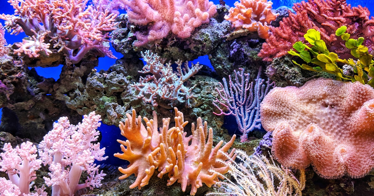 O Declinio dos Recifes de Coral