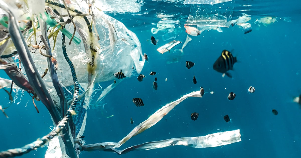 The Ocean Plastic Crisis