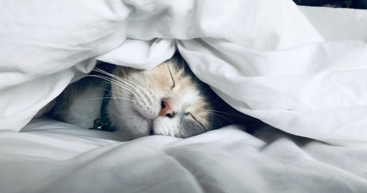 A Ciencia do Sono