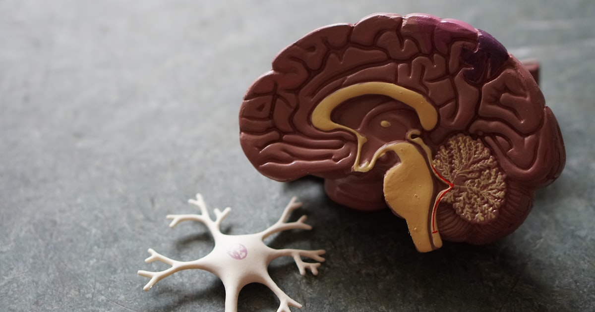 O Cerebro Humano: O Nosso Maior Misterio